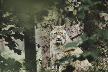 Luchs im Wald - Wild - Wildlife - Natur - Tier  - Schönheit - Hintergrund - Tierwelt - Heimat - Lebensraum 