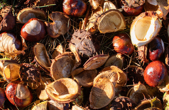 Chestnuts fallen on grass