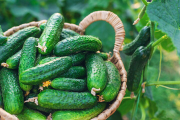 Cucumber harvest in the garden. Selective focus.