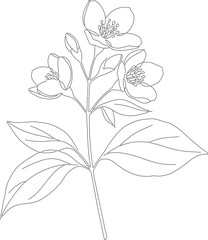 Minimalist Line Drawing Jasmine Flower Illustration Isolated on White Background