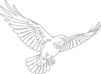 Line Art Detailed Flying Eagle Bird Animal Illustration Graphic