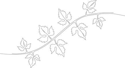 Delicate Handdrawn Grape Vine with Leaves Line Art Illustration