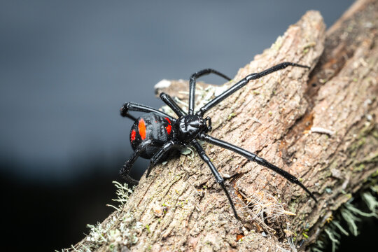 Viuda negra en la naturaleza, fotograf&iacute;a macro 