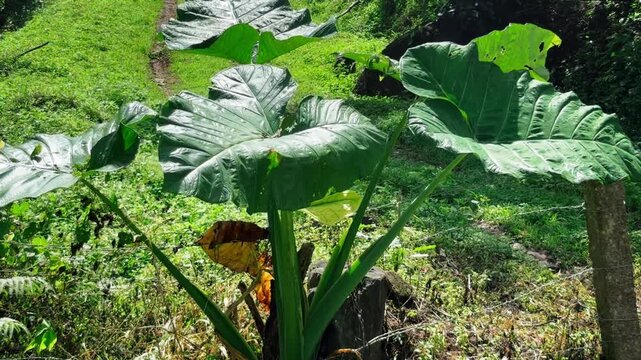 Taro or elephant ear plant leaves in a lush garden, exotic plant background