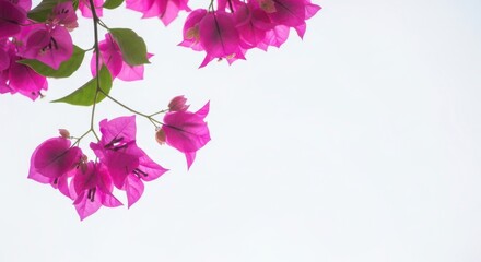 Fototapeta premium Vibrant fuchsia bougainvillea blossoms against a bright sky