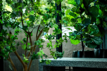 A close-up view of vibrant green leaves on slender branches, gently swaying in natural light. The blurred background with white gravel and soft shadows enhances the fresh, serene atmosphere.
