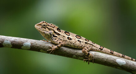 Fototapeta premium Small lizard with spiny scales sitting on tree branch in natural forest habitat. Reptile species for wildlife education and nature conservation themes