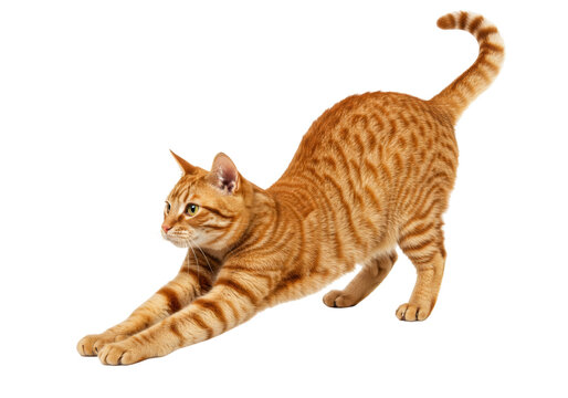 Isolated ginger tabby cat stretching its body, domestic feline pet on studio shot