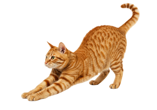 Isolated ginger tabby cat stretching its body, domestic feline pet on studio shot