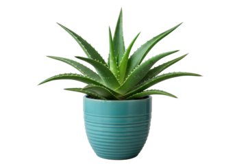 Isolated aloe vera plant in turquoise pot healthy succulent medicinal natural botanical