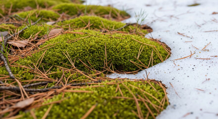 Moss growing on forest floor with water patches creating natural green carpet. Dense bryophyte vegetation covering soil in damp woodland environment for ecological education