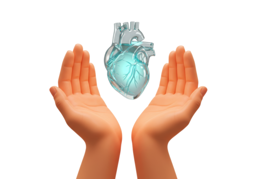 Human heart in hands isolated PNG, anatomical organ protected by care and support