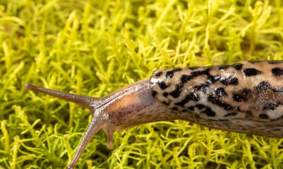 Spanish slug: a dangerous garden pest against green moss background