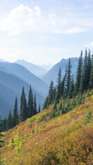 Beautiful alpine landscape featuring tall pine trees against a backdrop of blue mountains and soft light. A serene wilderness view showcasing natural harmony.