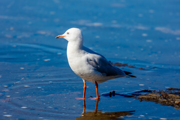 Photograph of a Silver Gull standing in sea water along a rugged coastline near the town of Shellharbour in the Illawarra region of NSW, Australia.