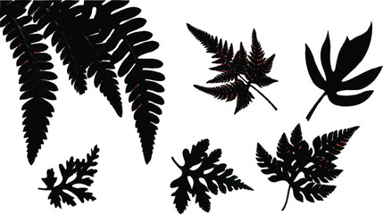 Collection of Black Fern Leaves on White Background