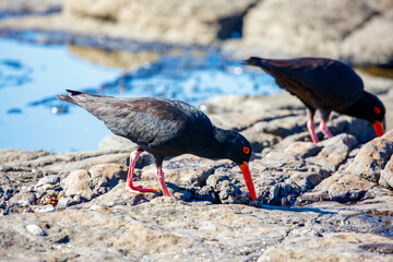Photograph of a Sooty Oystercatcher bird searching for food amongst rocks and water along a rocky coastline in the Illawarra region on the south coast of NSW, Australia.