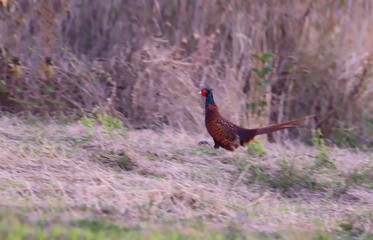The pheasant runs through the grass, over rough terrain.