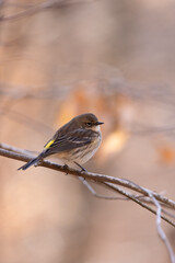 warbler on a branch