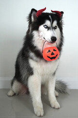 A dog, wooly coated blue eyes Siberian Husky dressed in a witch costume with horn headband for Halloween is sitting, and holds a pumpkin-shaped bucket in his teeth, Trick or Treat and got a peanut.