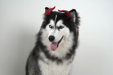A dog, wooly coated blue eyes Siberian Husky dressed in a witch costume with horn headband for Halloween is sitting, and holds a pumpkin-shaped bucket in his teeth, Trick or Treat and got a peanut.