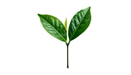 Obraz premium Lush green leaves sprouting, isolated on a stark black background