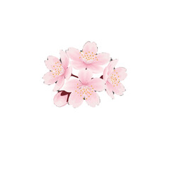 Cherry Blossom Sakura Vector