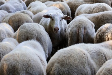 Portrait of a sheep in a flock. Rear view of sheep, one of which looks up curiously at the front. Selective focus.