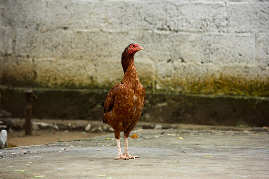 A tall, slender Aseel rooster or chicken, with glossy reddish-brown plumage and a red head, standing on a gray concrete surface against a textured, light-colored wall