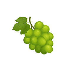 bunch of green grapes.vector illustration