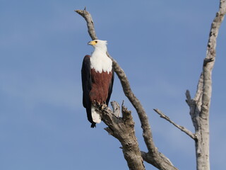 Eagly on a twig