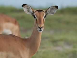 Impala in the savannah