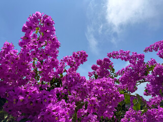 Obraz premium Bougainvillea tree beautiful pink blossom.