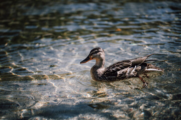 A duck on lake Königssee, Bayern