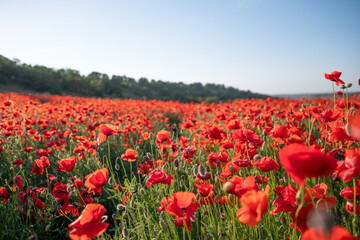 Obraz premium Red Poppy Field with Green Grass and Blue Sky