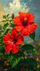 Vibrant red hibiscus blossoms against a painted sky backdrop