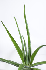 Aloe Vera Plant on a White Background