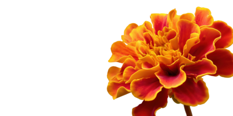 Marigold: A Vibrant Bloom: An exquisite close-up of a radiant orange marigold, showcasing its intricate, layered petals in sharp detail. a symbol of sunshine, joy, and positivity. 
