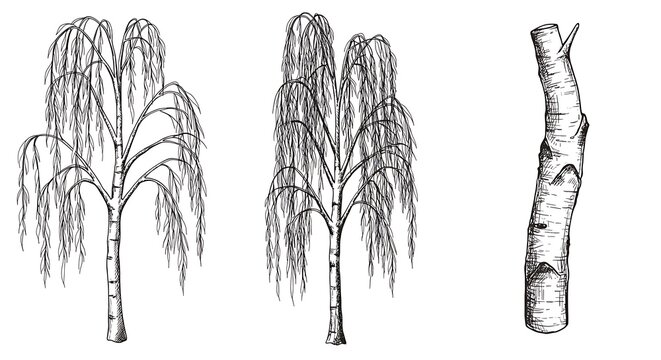 Detailed illustrations of willow trees and a birch tree trunk isolated on white