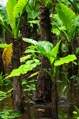 Typhonodorum lindleyanum on Big Island, HI