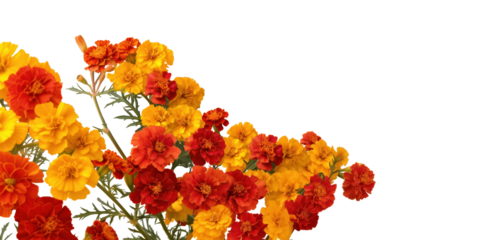 Autumnal Blooms: A vibrant arrangement of marigold flowers, boasting a spectrum of warm, autumnal hues, is showcased against an elegant backdrop, symbolizing nature's beauty and the changing seasons.