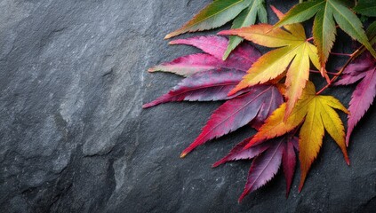 Vibrant autumn leaves in a variety of warm hues, gracefully arranged on a dark gray stone surface, creating a captivating visual display of nature's beauty.
