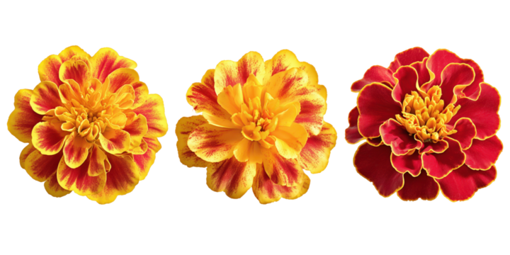 Vibrant Marigold Trio: A close-up shot of three vivid marigold blooms, showcasing their intricate petal patterns in hues of bright yellow and fiery red.