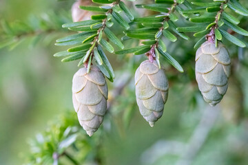 New Pinecones Form on an Eastern Hemlock Tree © Michael O'Neill