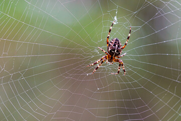 Araneus diadematus cross orb weaver spider resting on silk orb web with detailed close-up view