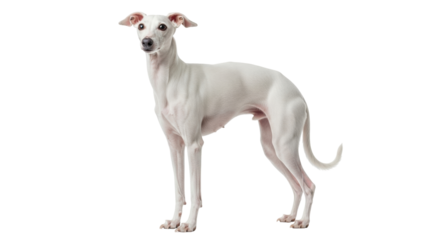 Isolated pale Whippet dog in a standing pose, a canine with a slender build and elegant lines