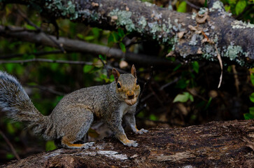 Grey Squirrel close up