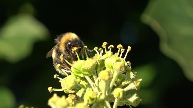Bumblebee pollinating a green ivy flower in nature