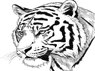 A detailed black and white illustration of a majestic tiger's head, showcasing its intricate fur patterns and intense gaze.