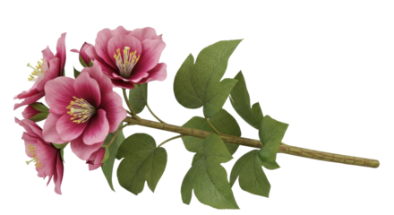 Isolated twig of flowering hellebore with blooming flowers and green leaves, no background